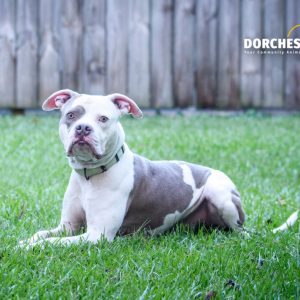 A gray and white dog lies on green grass, looking curiously at the camera.