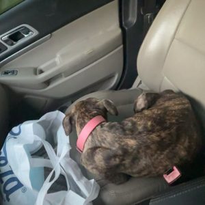 A small dog with a pink collar curls up on a car seat beside a white shopping bag.