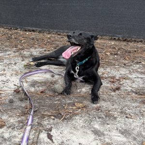A black dog lies on the ground, panting with its tongue out, next to a purple leash and a ball.