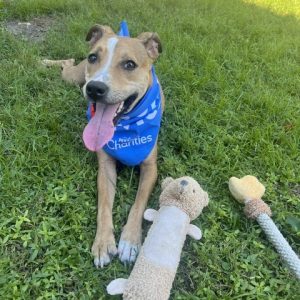 A playful dog wearing a blue bandana lies on grass, surrounded by plush toys.