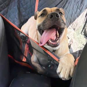 A happy dog with its tongue out sits in a car, leaning against a protective seat cover.