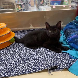A black kitten lies on a patterned blanket near colorful pet toys in a store.