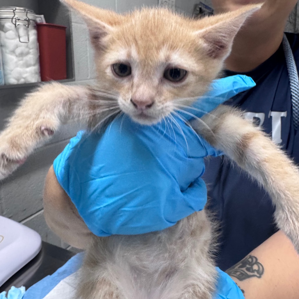 A person in blue gloves holds a light orange kitten, which looks curious and slightly apprehensive.