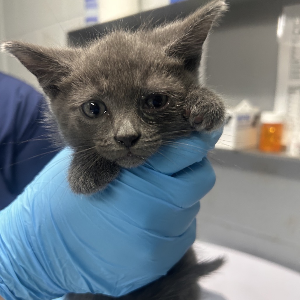 A person in a blue glove holds a small gray kitten, showcasing its curious expression.