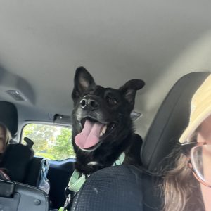 A happy black dog sits in a car, tongue out, with a child and a woman partially visible.
