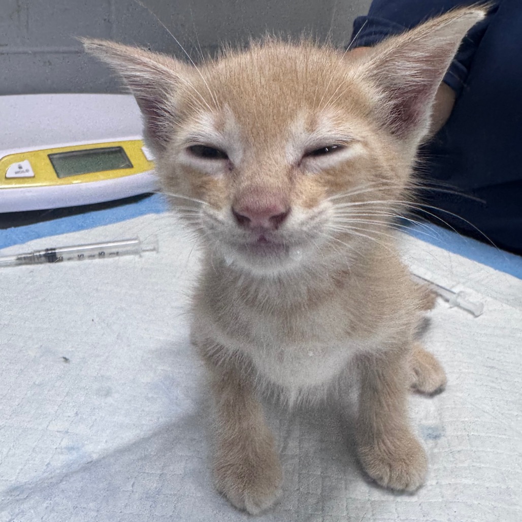 A small, light orange kitten sits on a table, looking slightly squinty and curious. Syringes are nearby.