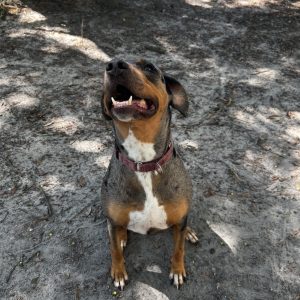 A happy dog sits on sandy ground, looking up with a big smile and tongue out.
