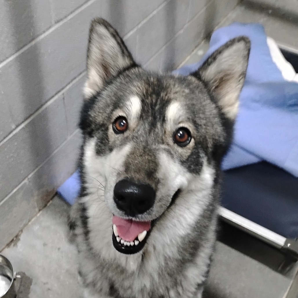 A friendly, gray and white dog with a big smile sits in a kennel, looking at the camera.