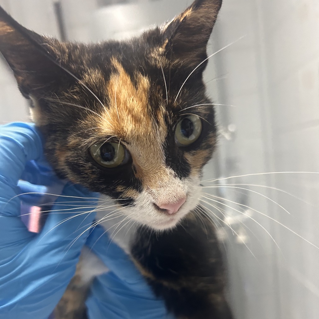 A person in blue gloves holds a close-up of a calico cat's face, showcasing its large eyes and distinctive fur patterns.