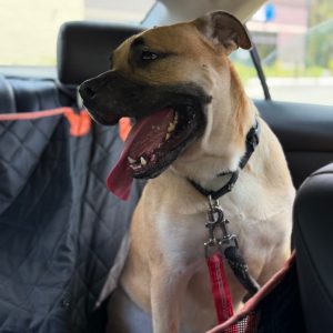 A tan dog with a black muzzle sits in a car, panting with its mouth open.
