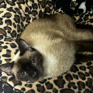 A brown and cream Siamese cat rests on a leopard-print blanket, looking directly at the camera.