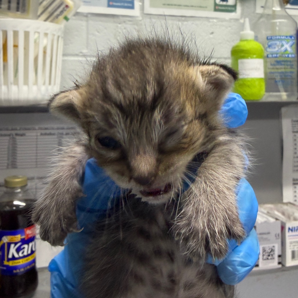 A person in blue gloves holds a small, injured kitten with one eye closed.