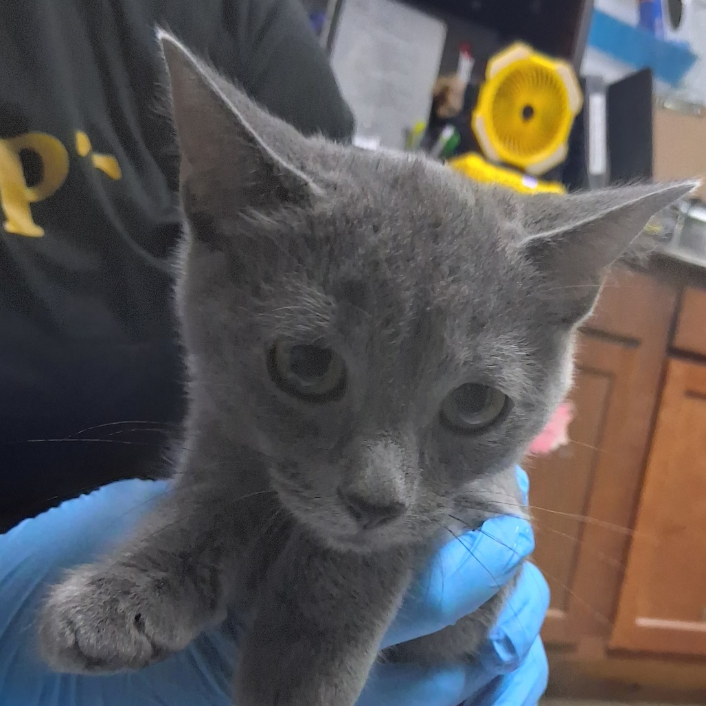 A person in blue gloves holds a gray kitten, focusing on its face and curious expression.