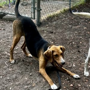 A brown and black dog stretches playfully on dirt, with a leash attached.