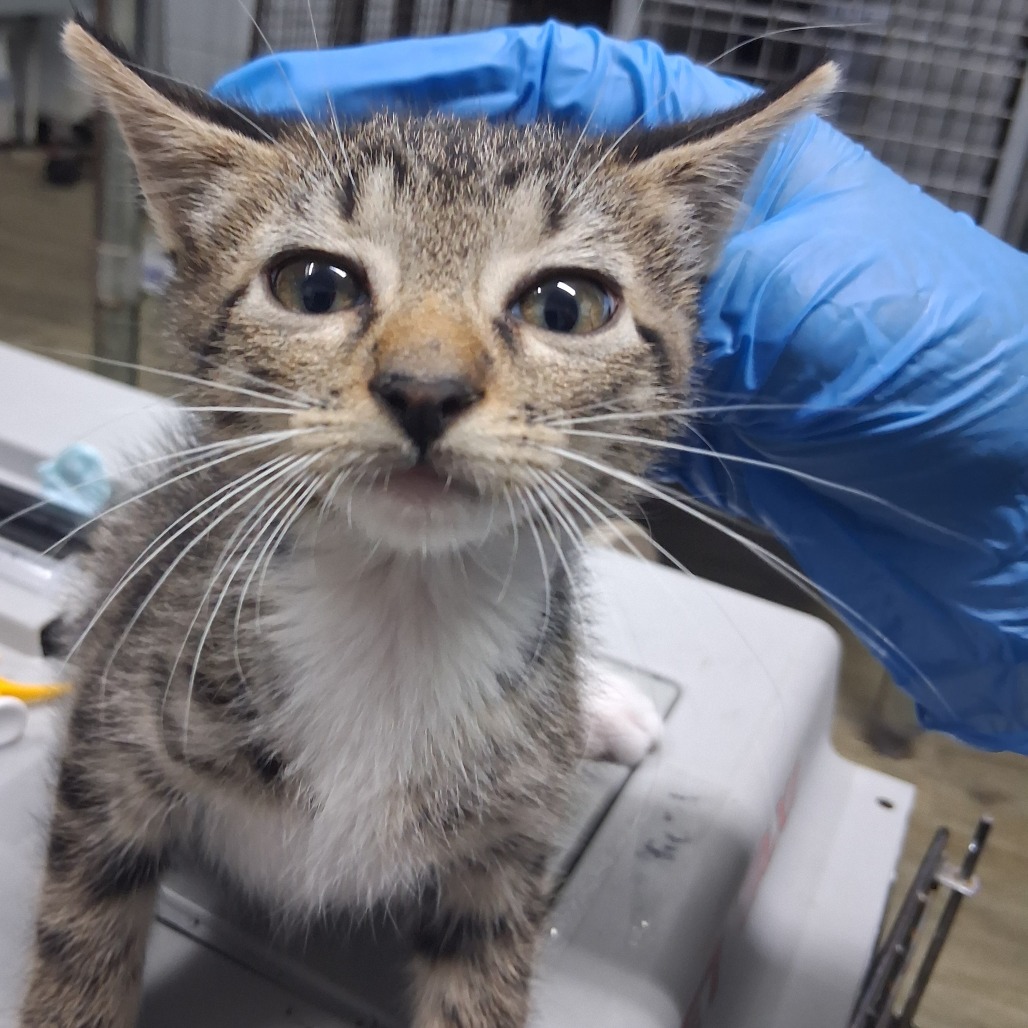 A close-up of a tabby kitten with a gloved hand gently touching its head.