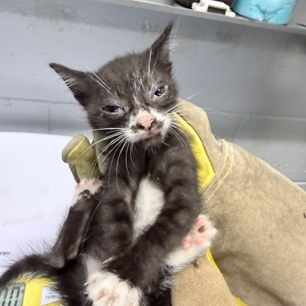 A small, scruffy black and white kitten is held against a yellow glove, looking up with watery eyes.