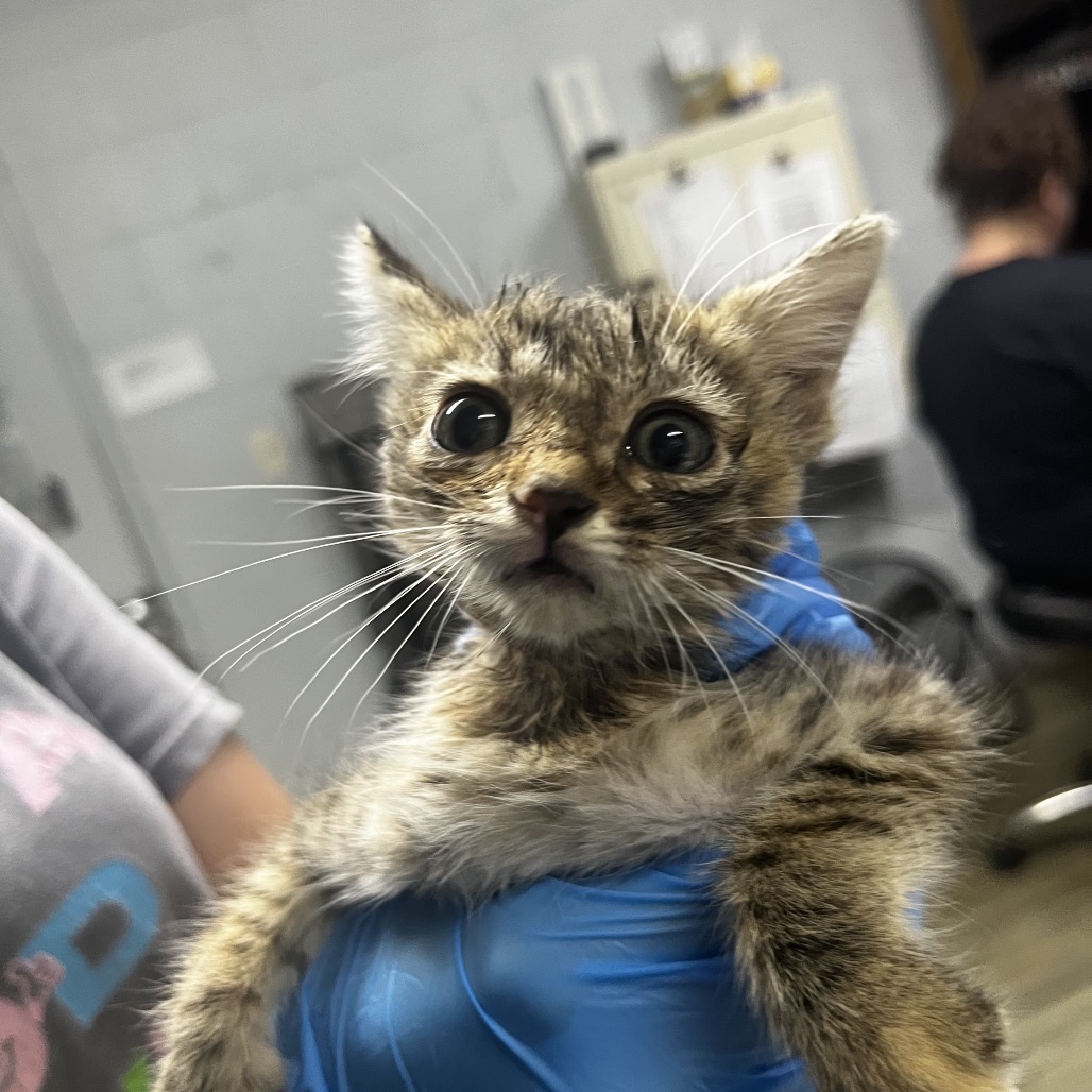 A person in blue gloves holds a surprised-looking kitten in a veterinary setting.