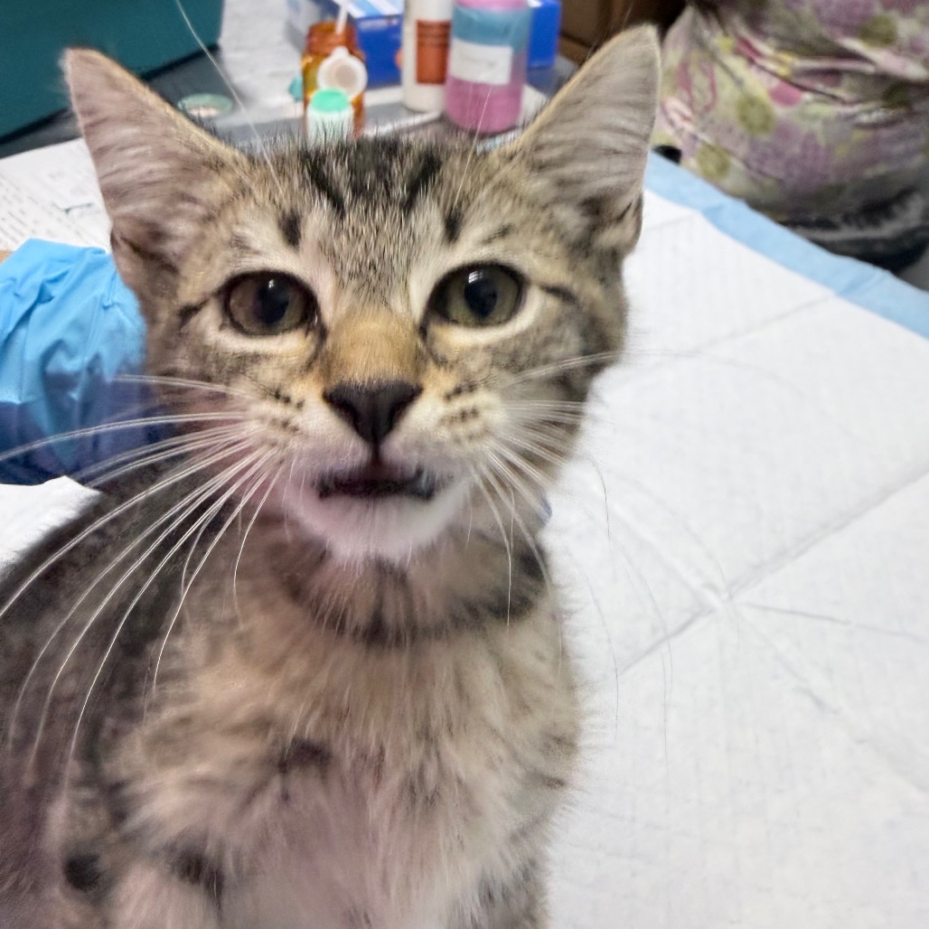 A close-up of a gray tabby cat with wide eyes, sitting on a table with medical supplies in the background.
