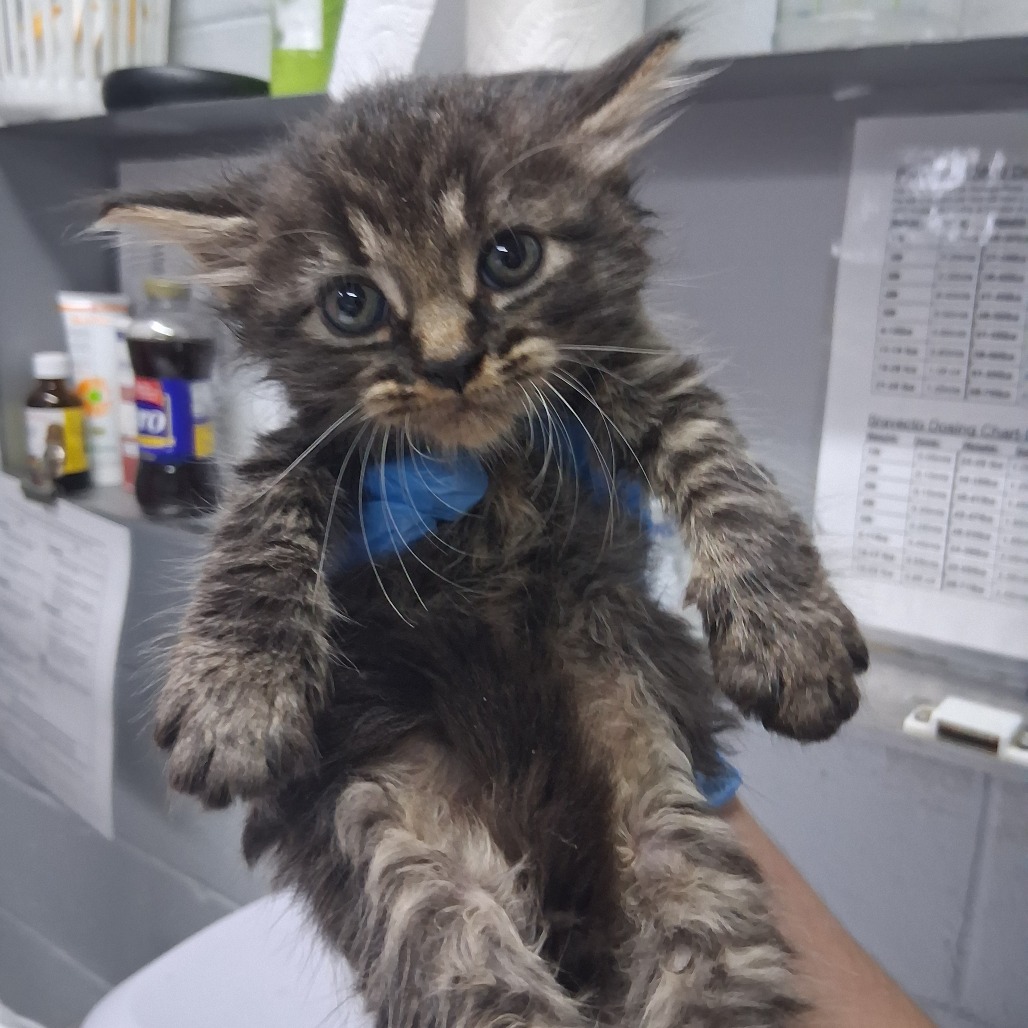 A person holds a small, fluffy kitten with blue gloves in a veterinary setting.