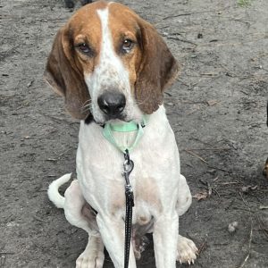 A brown and white dog sits on dirt, wearing a green collar and leash.