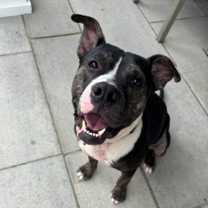 A happy black and brindle dog sits on a tiled floor, smiling with its mouth open.