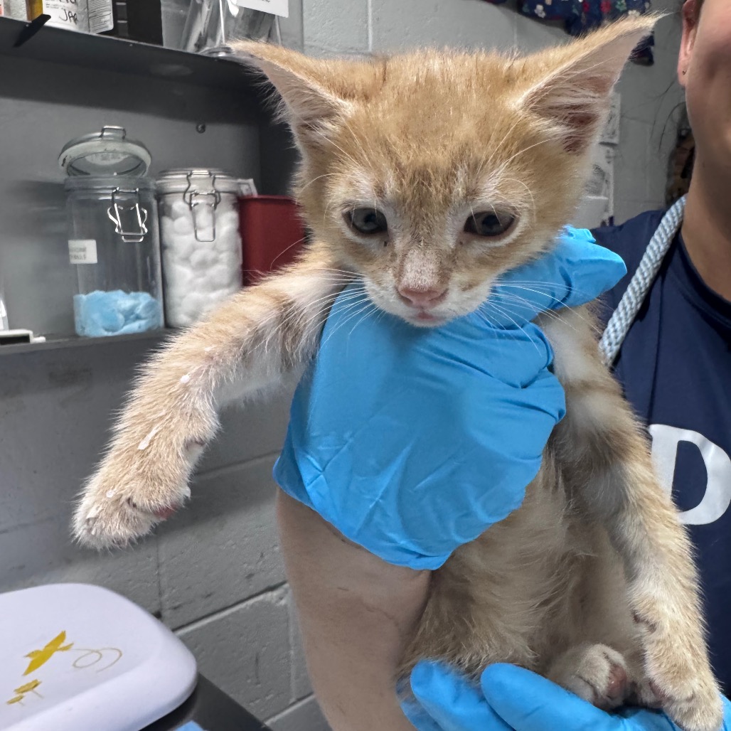 A person in blue gloves holds a small orange kitten in a veterinary setting.