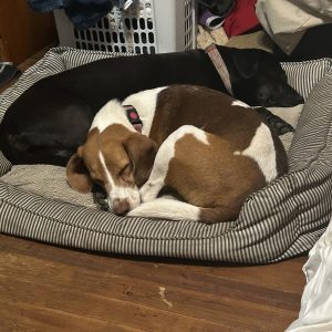 Two dogs sleep together in a pet bed, one brown and white, the other black.