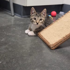 A tabby kitten with white paws lies beside a scratching post, looking curiously at the camera.