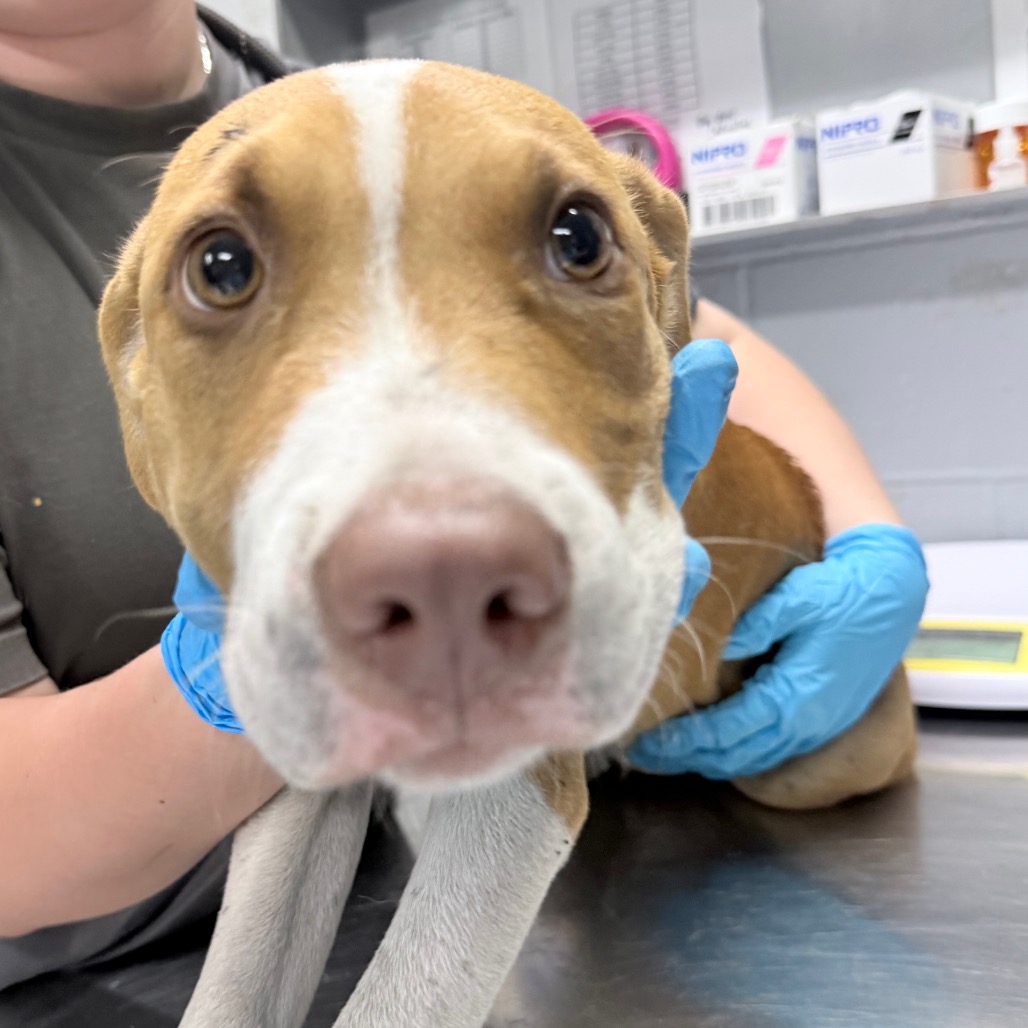 A close-up of a dog being held by a person wearing blue gloves in a veterinary setting.