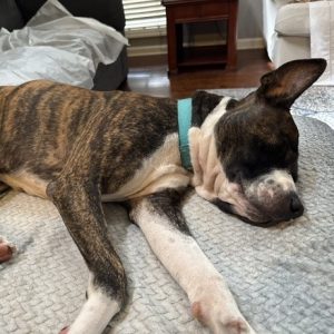 A brindle dog sleeps peacefully on a textured blanket in a cozy room.