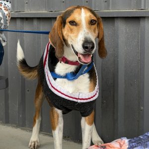 A beagle wearing a sweater stands on a concrete surface, looking at the camera with a happy expression.