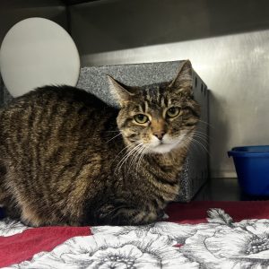 A tabby cat sits on a red and white patterned blanket in a shelter environment.