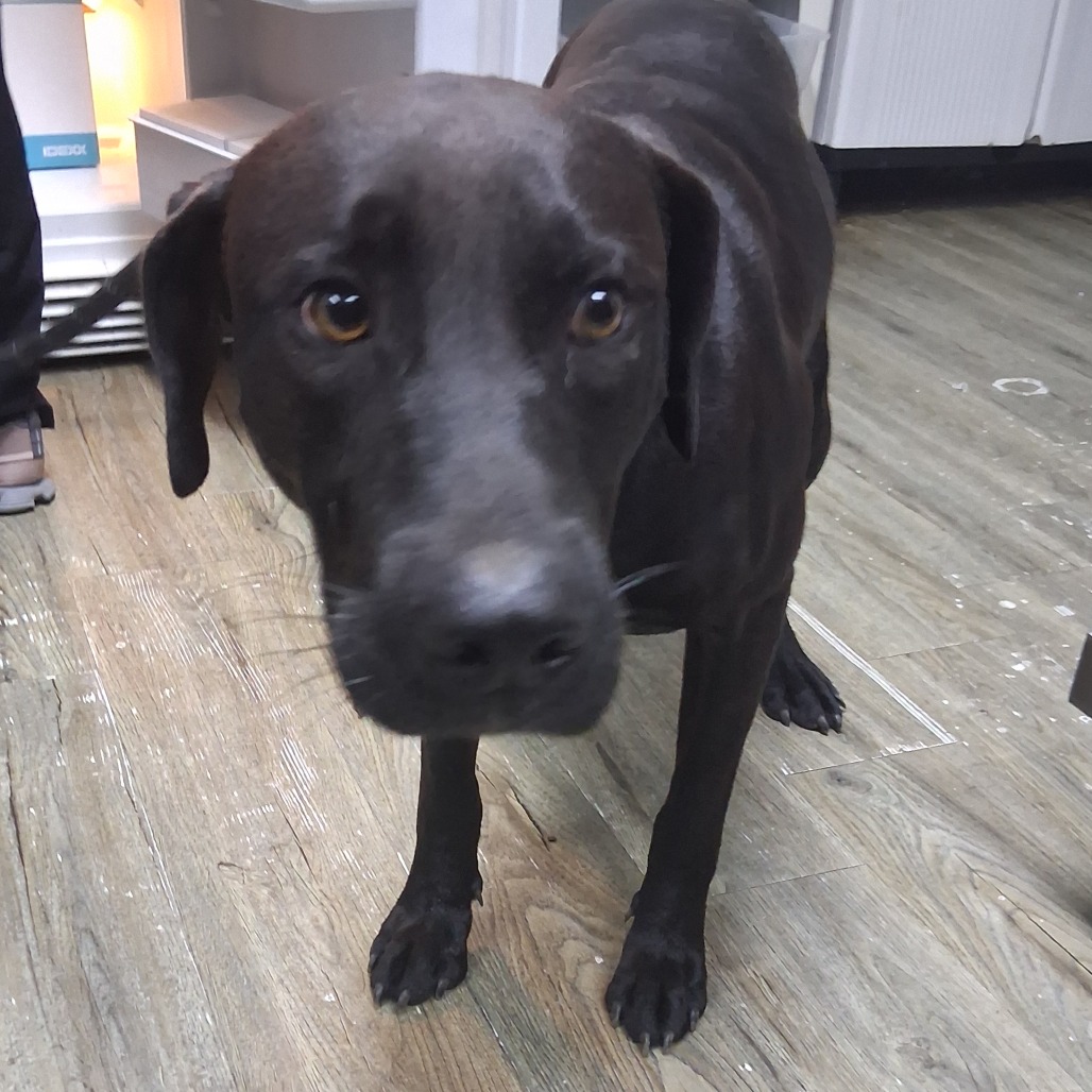 A black dog stands on a wooden floor, looking curiously at the camera.