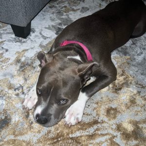 A brown and white dog rests on a patterned rug, looking directly at the camera.