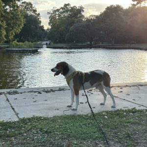 A dog stands on a path by a pond, looking towards the water with trees in the background.