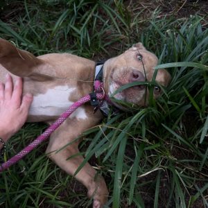 A dog lies in grass, enjoying a belly rub from a person with a pink leash.