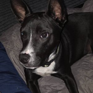A black and white dog with alert ears rests on a gray blanket, looking directly at the camera.