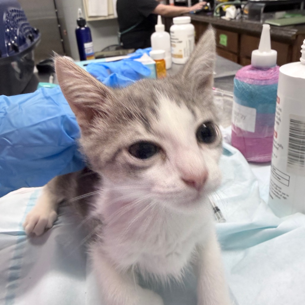 A gray and white kitten sits on a table surrounded by medical supplies and a person in the background.