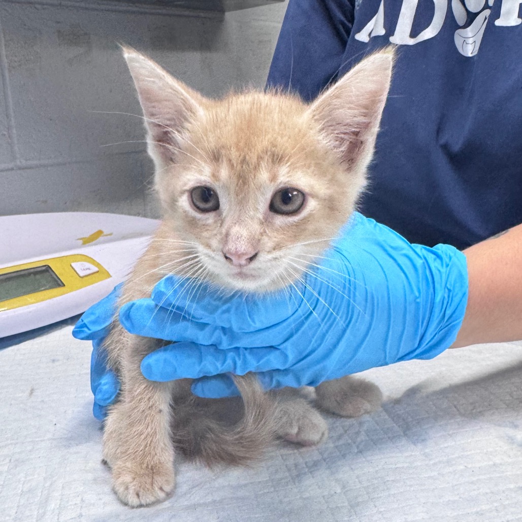 A person in blue gloves holds a small orange kitten in a veterinary setting.