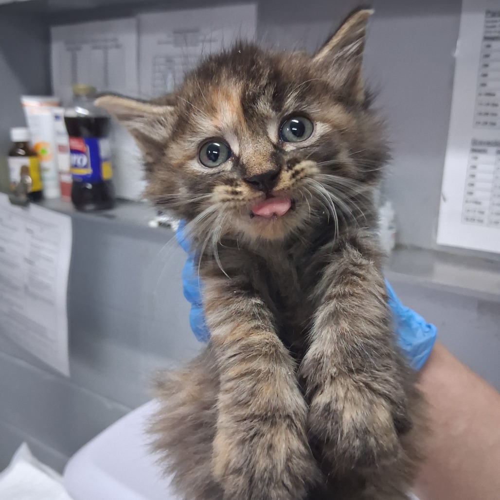 A person holds a playful kitten with a tongue out, surrounded by medical supplies in a clinic.
