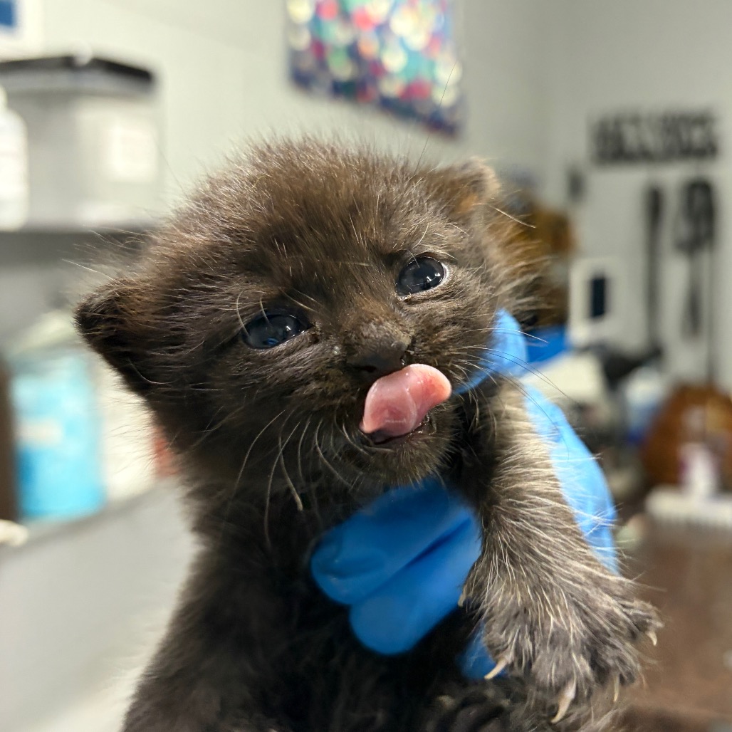 A small black kitten licks its nose while being held by a person wearing blue gloves.