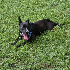 A black dog with a blue checkered collar lies on green grass, panting.