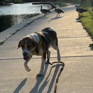 A dog walks on a path near a pond, with geese walking in the background.