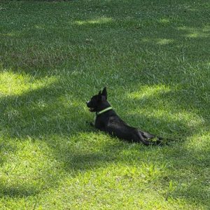 A black dog with a green collar lies on green grass, enjoying the shade.