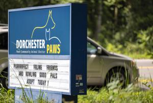 Dorchester County residents can get free pet vaccines and microchips. Here’s where.