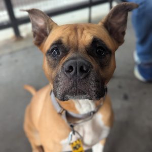 A close-up of a brown dog with a short coat, looking directly at the camera with a curious expression.