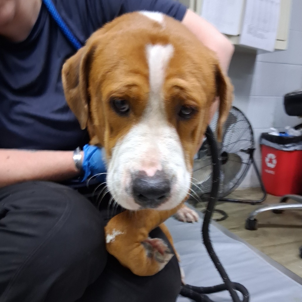 A brown and white dog sits on a person's lap in a veterinary setting, looking directly at the camera.