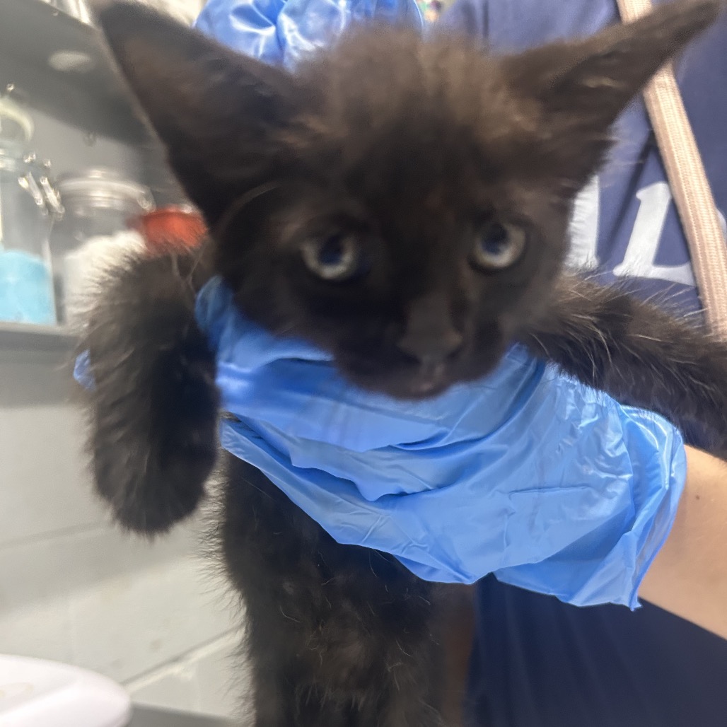 A person in blue gloves holds a black kitten, showcasing its curious expression.