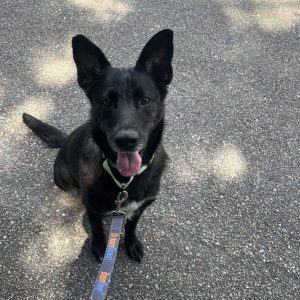 A black dog with perked ears sits on a gravel path, wearing a green collar and leash.