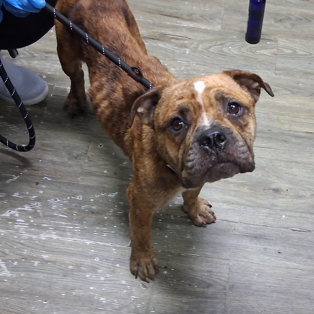 A brown dog with a worried expression stands on a wet floor, leashed by a person in blue gloves.